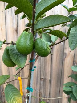 Ruby supreme pink guava plant
