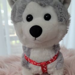 New Harness & Leash Set