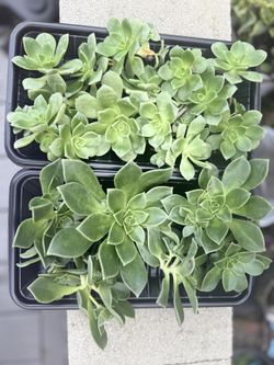 Succulents In Tray 