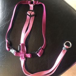 Collar Perro 🐶 Chico 