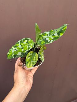 4” aglaonema pictum tricolor