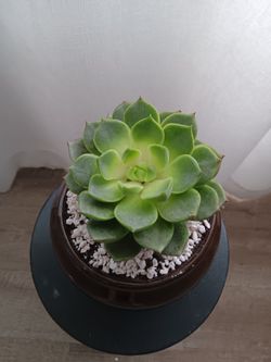 Live Echeveria  Purpusorum Succulent in Ceramic Pot