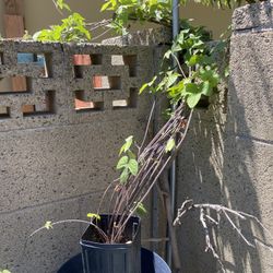Potted Morning Glory Plant