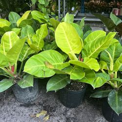 Philodendron Moonlight In 3 gls Pot. SPECIAL PRICE 🤩