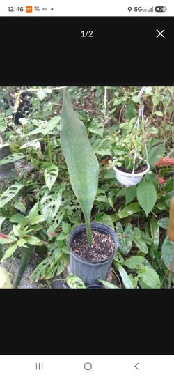 Rare Whalefin Sanseveria Houseplant