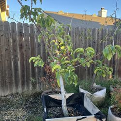 Assorted Fruit Trees 