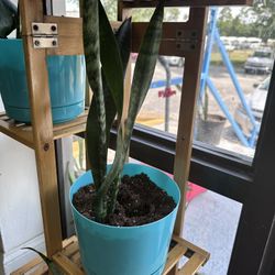 Snake Plant $5.00