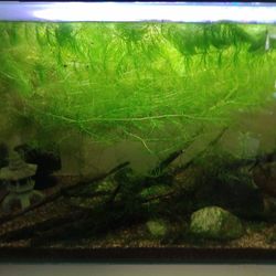 Hornwort - Floating Plant For Aquarium Or Pond