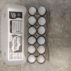Leghorn Eggs White In Color