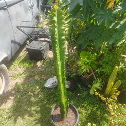 Euphorbia Cactus Succulent Plant