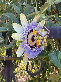Bahama Blue Passion flower plant