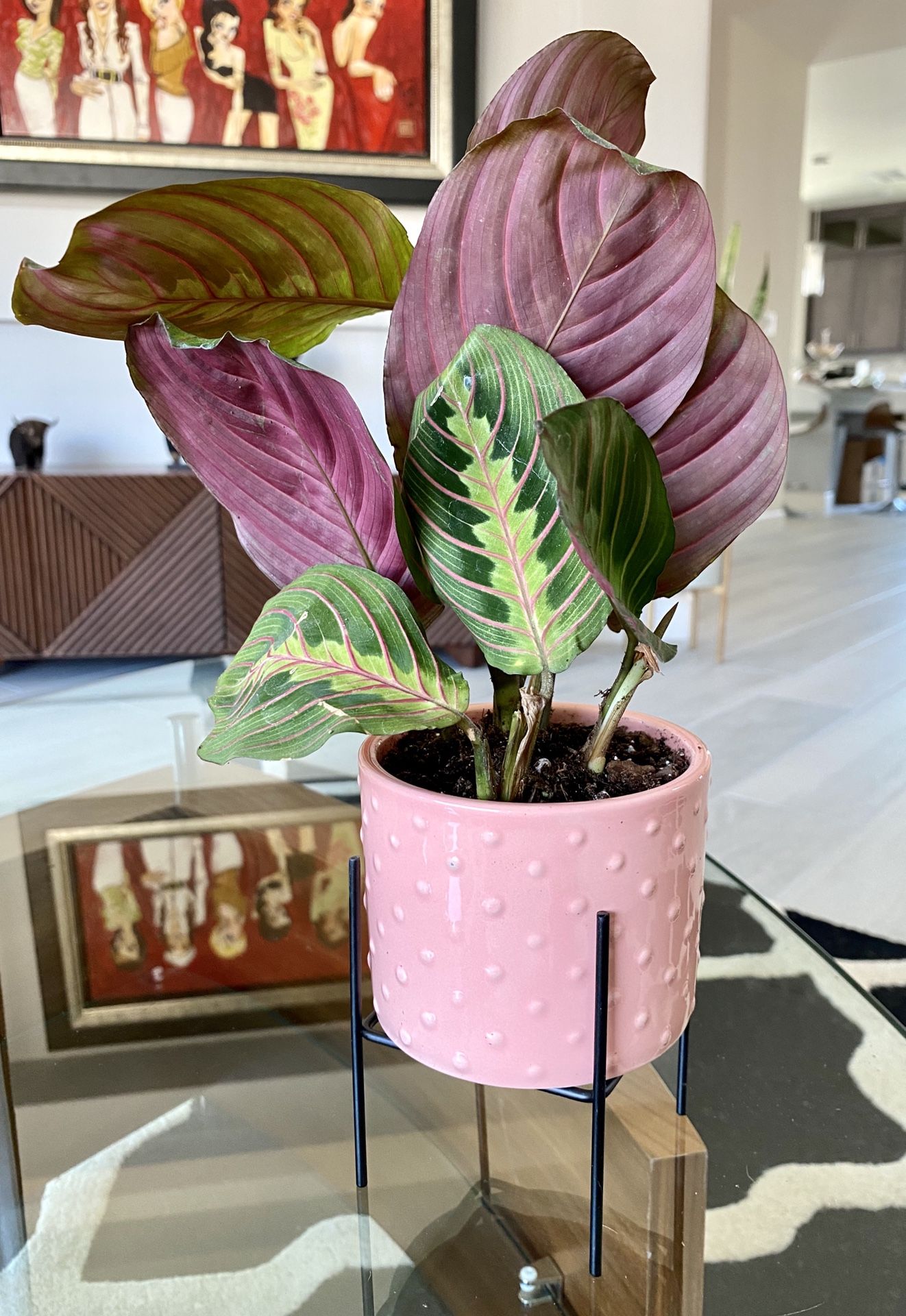 Live Prayer Plant in a Mid-century modern ceramic planter and metal stand