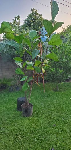 #24 Fiddle Leaf Fig (Ficus lyrata) 5gal 5feet