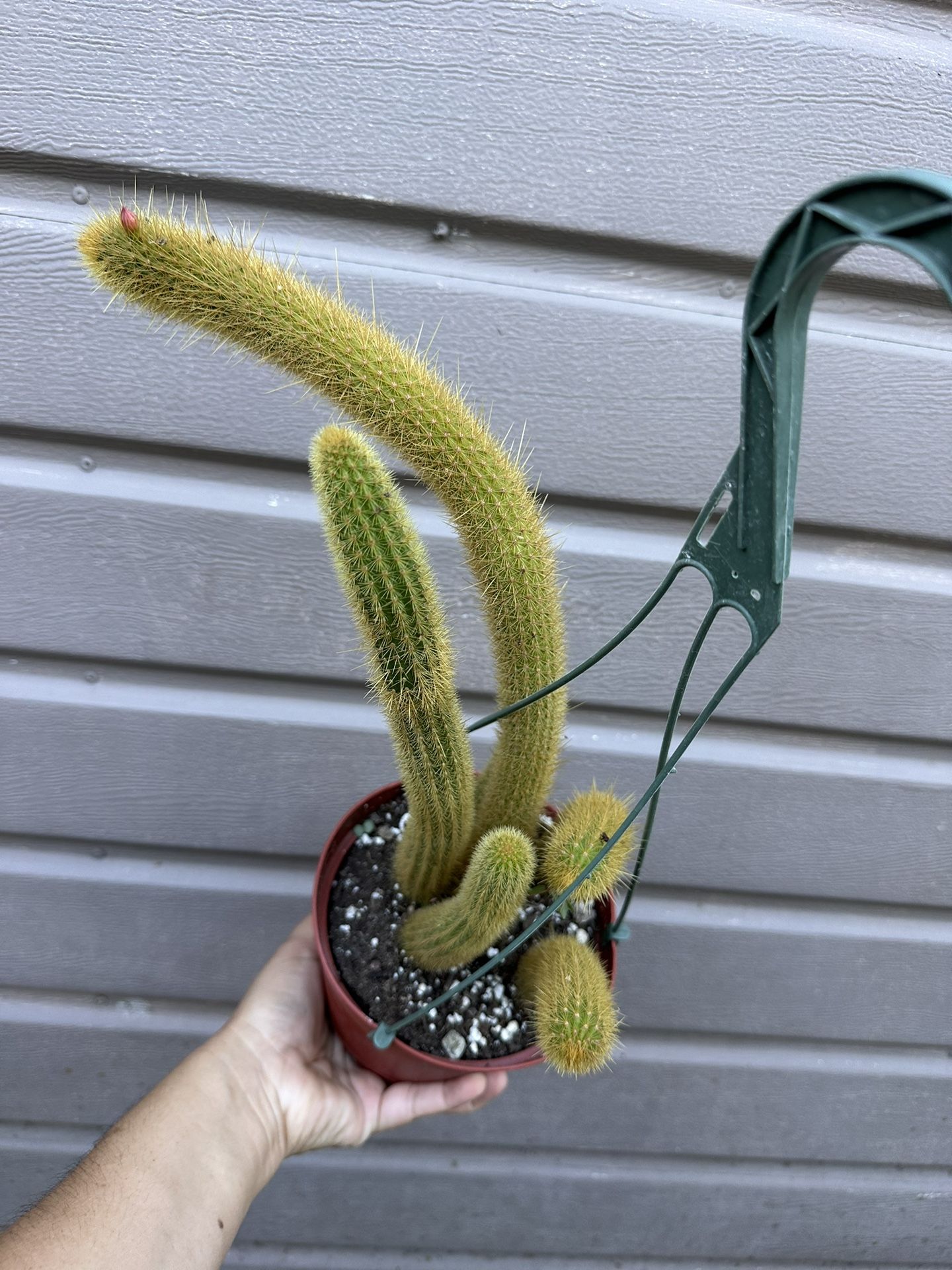 6” Golden Rat Tail About To Bloom