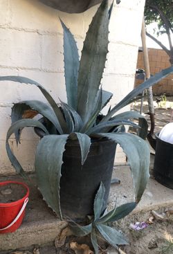 Plants