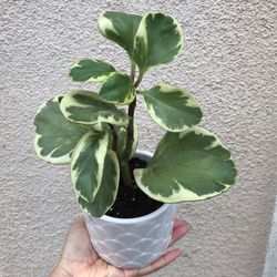 Beautiful Variegata Peperomia Plant In White Pot