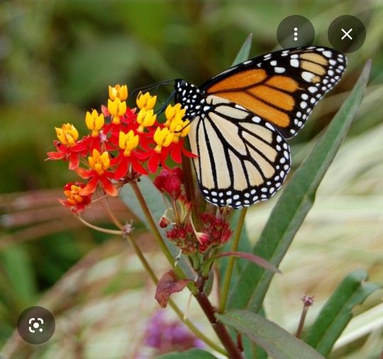 Free Milkweed Seeds | Semillas Gratis