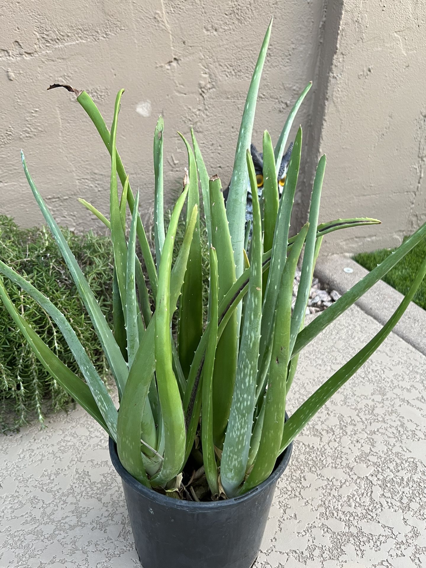 Aloe Vera Plant