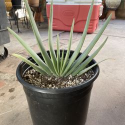 Aloe Vera Fan Plant