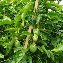 Passion Fruit Tree