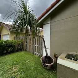 Seven Foot Tall Pony Tail Palm