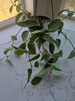 Hoya plant