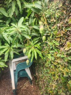 Green organic mangos 🥭