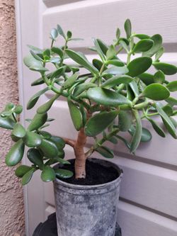 Jade Plant / Bonita Planta De Jade
