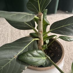 Ficus Audrey Plant with Pot