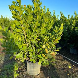 Beautiful Clusia Plants For Sale! Clusia In 15 Gallons About 6' Feet Tall With 5 Steams For Only $40. Open Today!