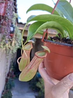 Nepenthes Pitcher or Monkey 🐒 Cups Plant $38