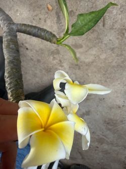 Cutting plumeria