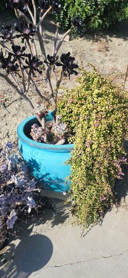 Large Ceramic pots