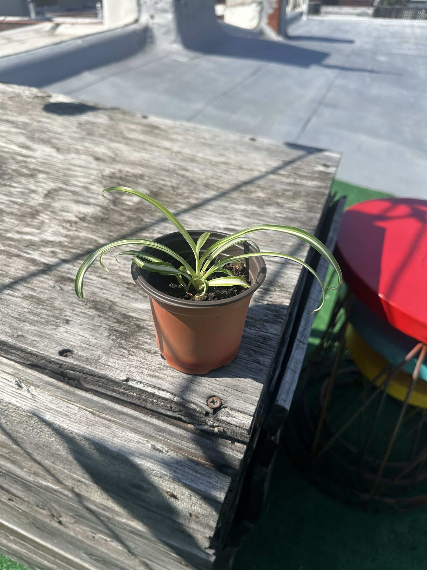 Spider Plant #1