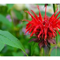 ‘Fireball’ Bee Balm Perennial Plants