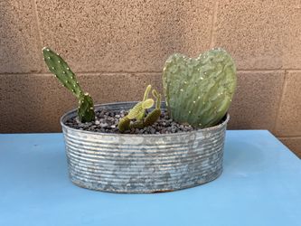 Live Cactus Trio In Galvanized Metal Planter