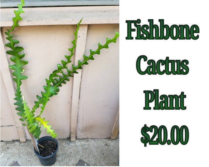Fishbone Cactus Plant