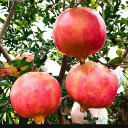 1 Gallon 2 Feet Pomegranate Fully Rooted Plant Punica Granatum
