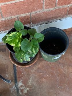 Plants and planters for sale