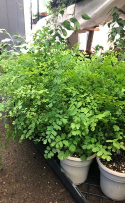 Fern plant in 5 in pot