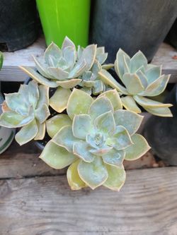 BEAUTIFUL SUCULENTS PLANTS 🪴 $5.
