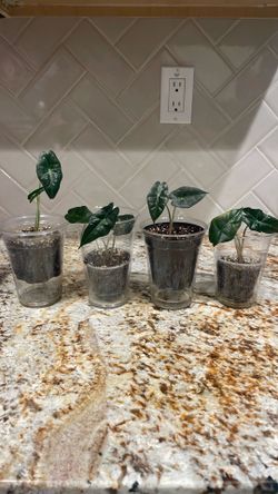ALOCASIA AMAZONICA “POLLY” PUPS