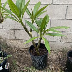 Plumeria Amarilla