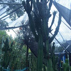 Euphoria Cactus Succulent Plant