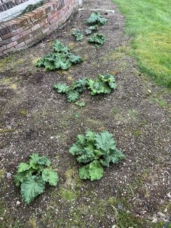 Healthy rhubarb plants