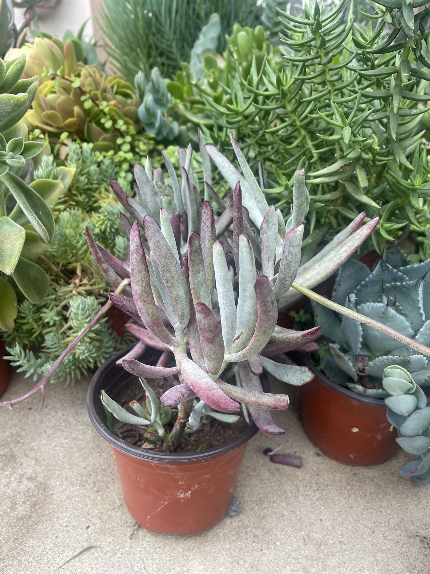 Succulents Plants