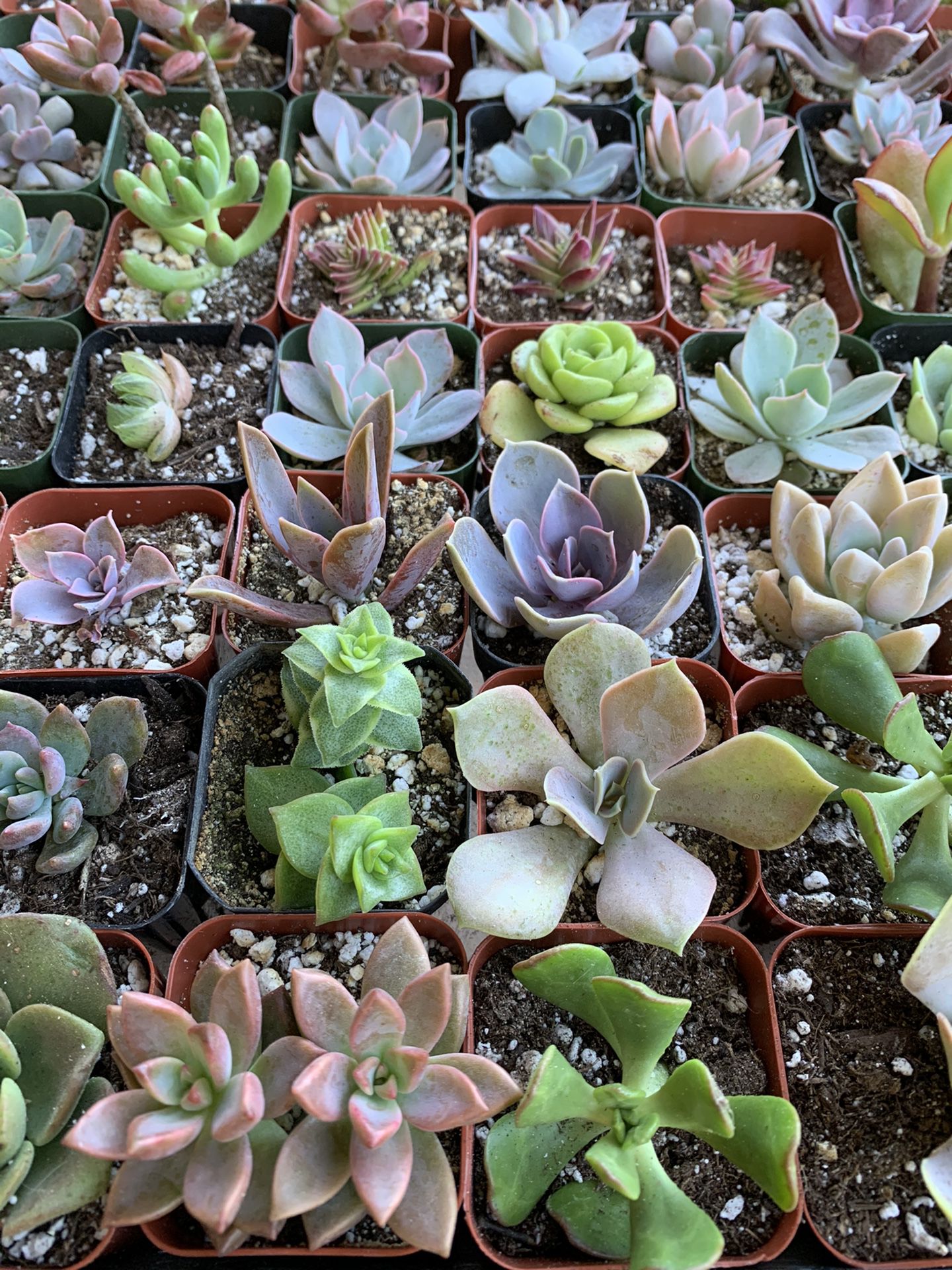 Variety of SUCCULENT Plants 2” Pots Very Cute and Healthy SUCCULENTS 🌱