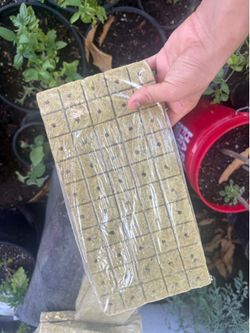 Hydroponic cubes