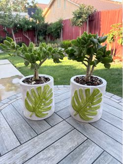 Pair of Ripple Jade Bonsai-Style Succulents