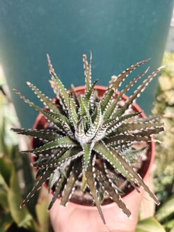 Zebra Plant Live Haworthia Fasciata
